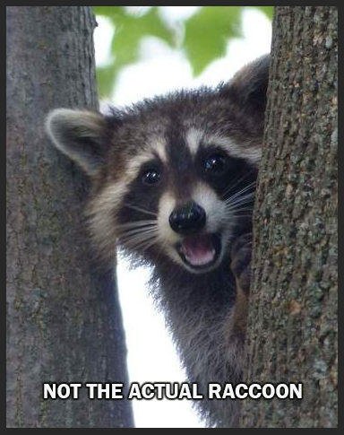 Raccoon